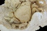 Fossil Crab (Potamon) Preserved in Travertine #98905-3